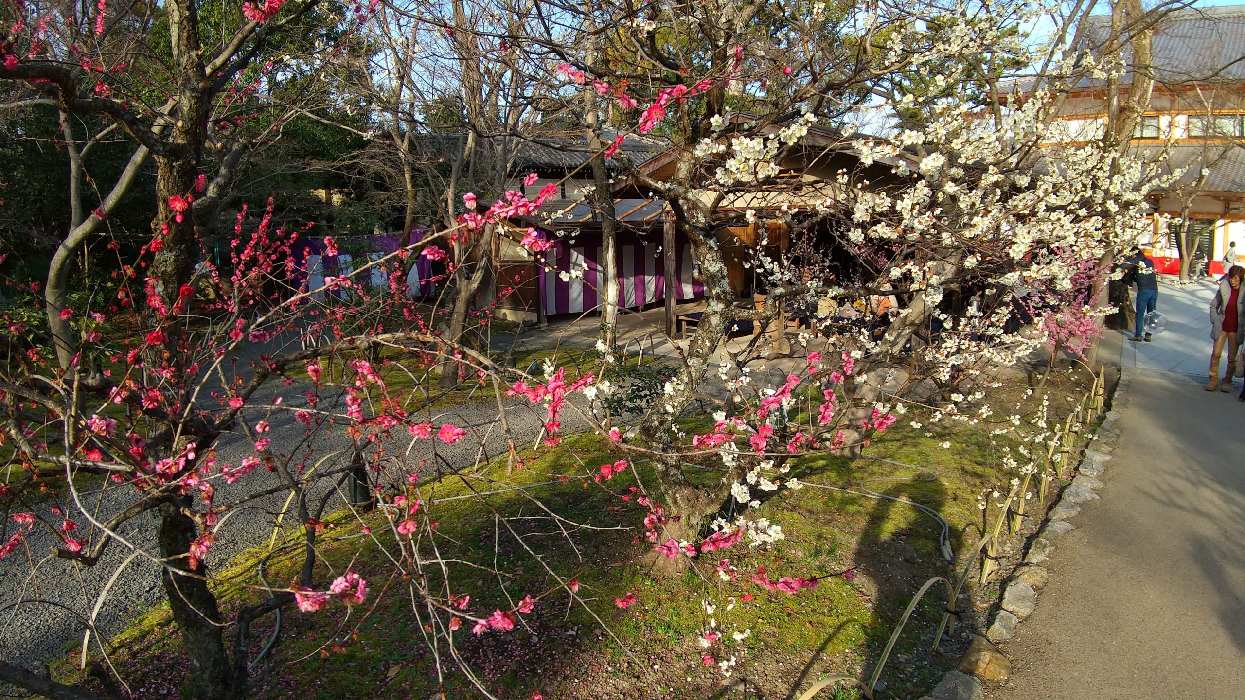 京都・北野天満宮の梅
