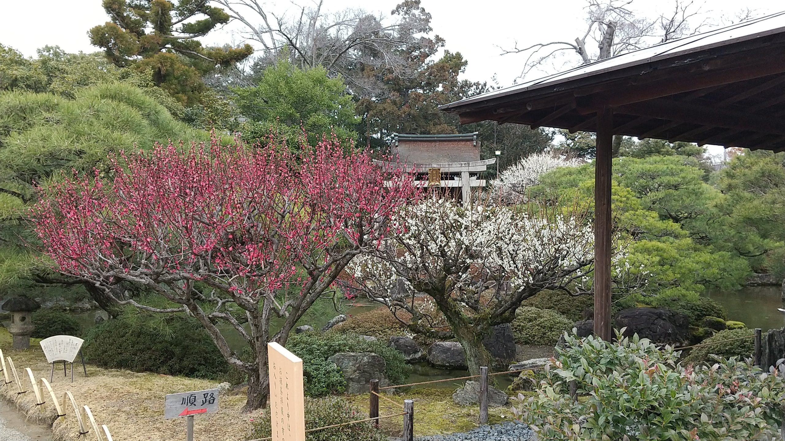 京都・城南宮の梅