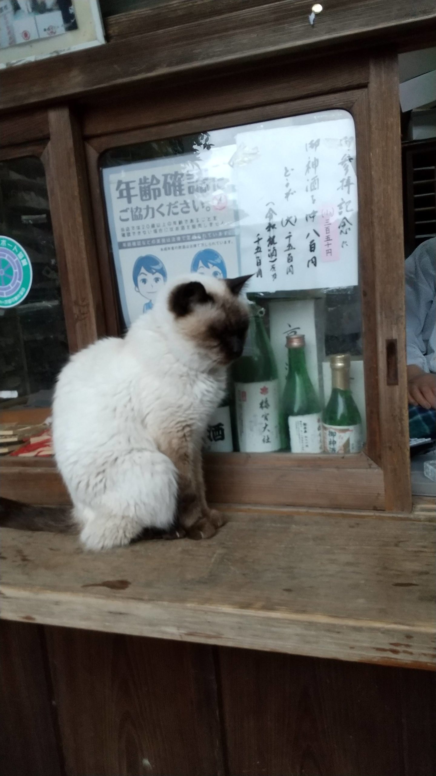 京都・梅宮神社の猫