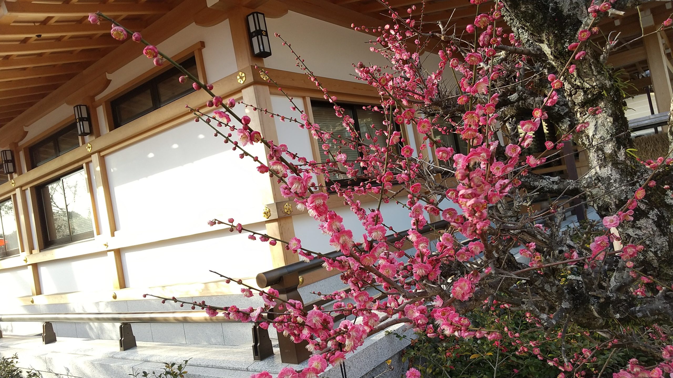 京都・北野天満宮の梅