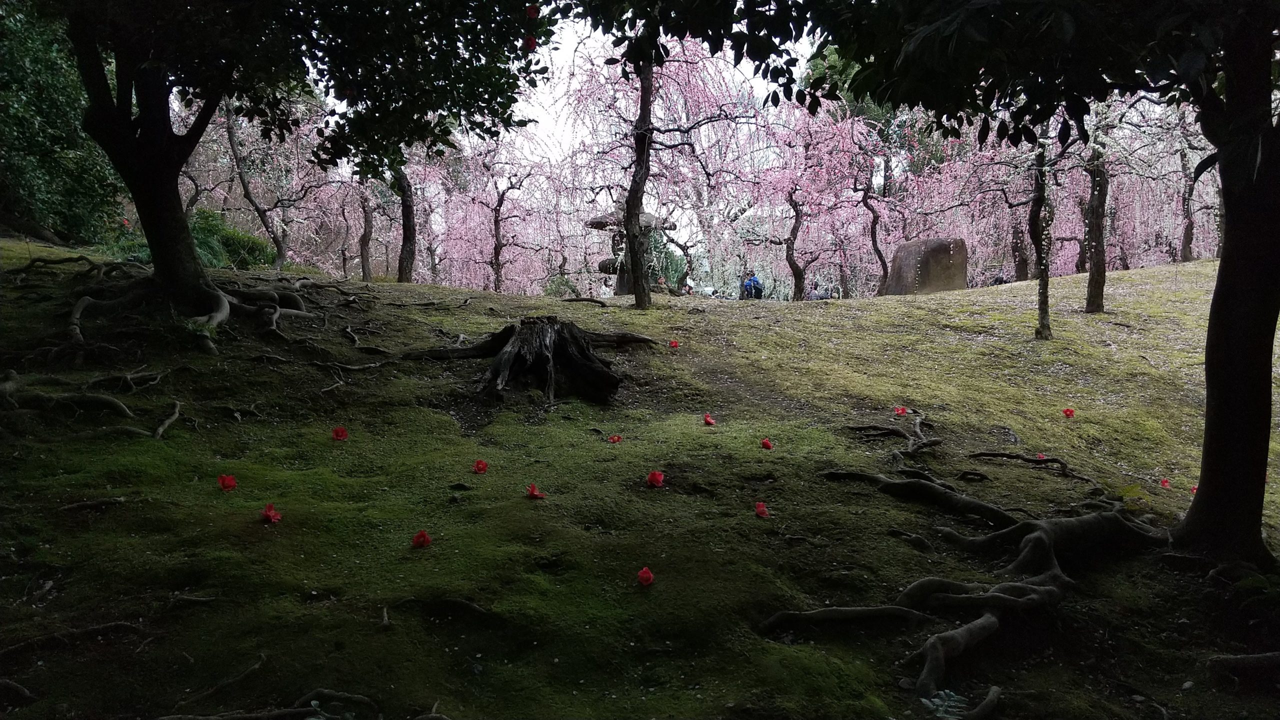京都・城南宮の梅とつばき