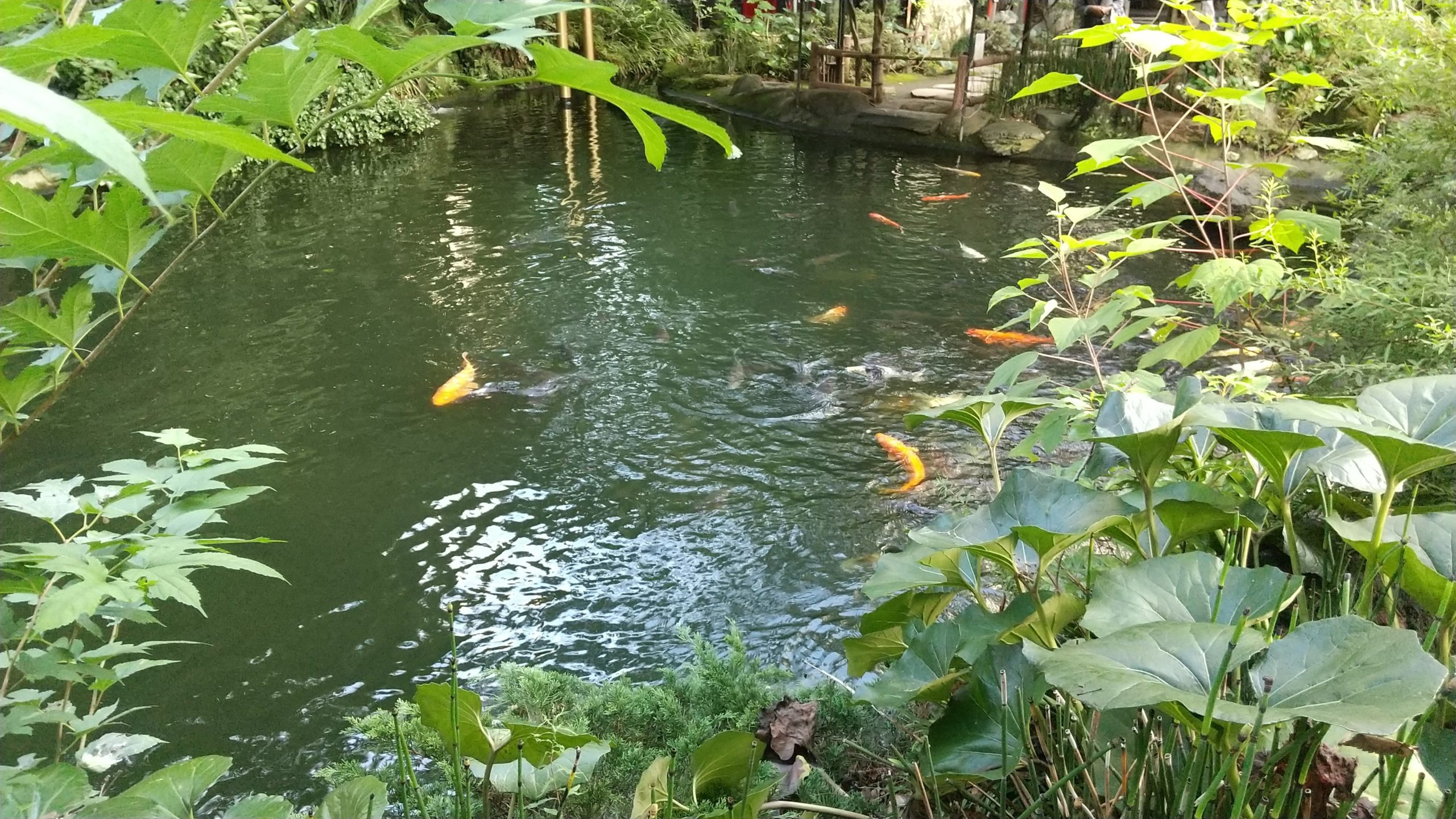 愛宕神社（東京都港区）にある池と鯉